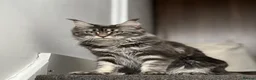 Maine Coon cats for sale: Active Maine Coon Blue Tabby Female - Advert 6