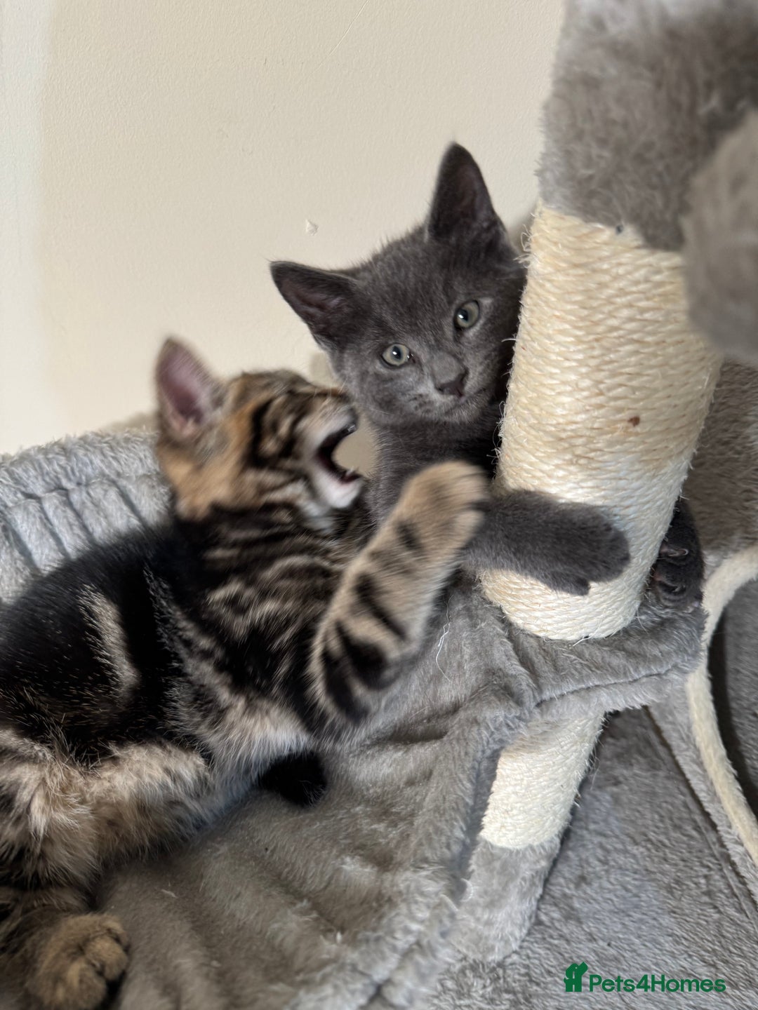 Domestic Shorthair cats for sale: Tabby kitten and Russian blue cross - Advert 1