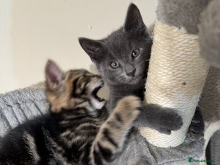 Domestic Shorthair cats Tabby kitten and Russian blue cross - Advert 1