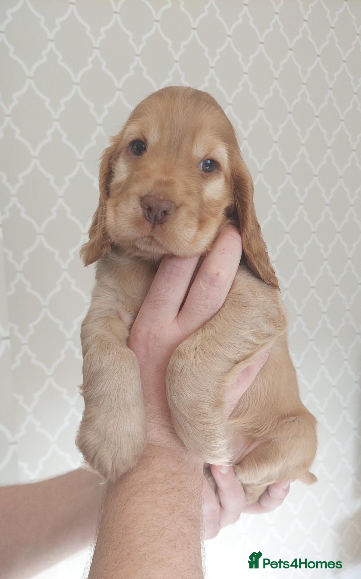Cocker Spaniel dogs BEAUTIFUL KC REG SHOW TYPE COCKER SPANIEL PUPPIES - Advert 1
