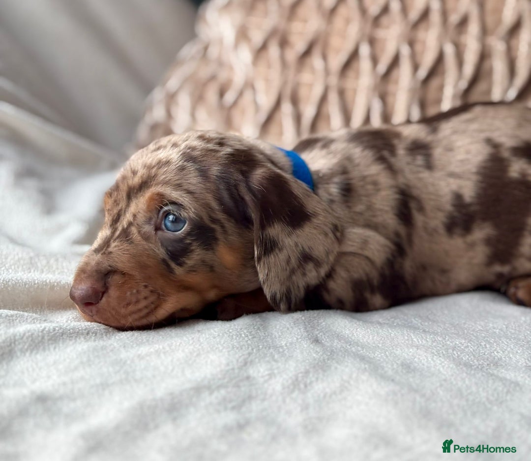 Miniature Dachshund dogs for sale: For Sale Adorable Miniature Dachshund puppies - Advert 16