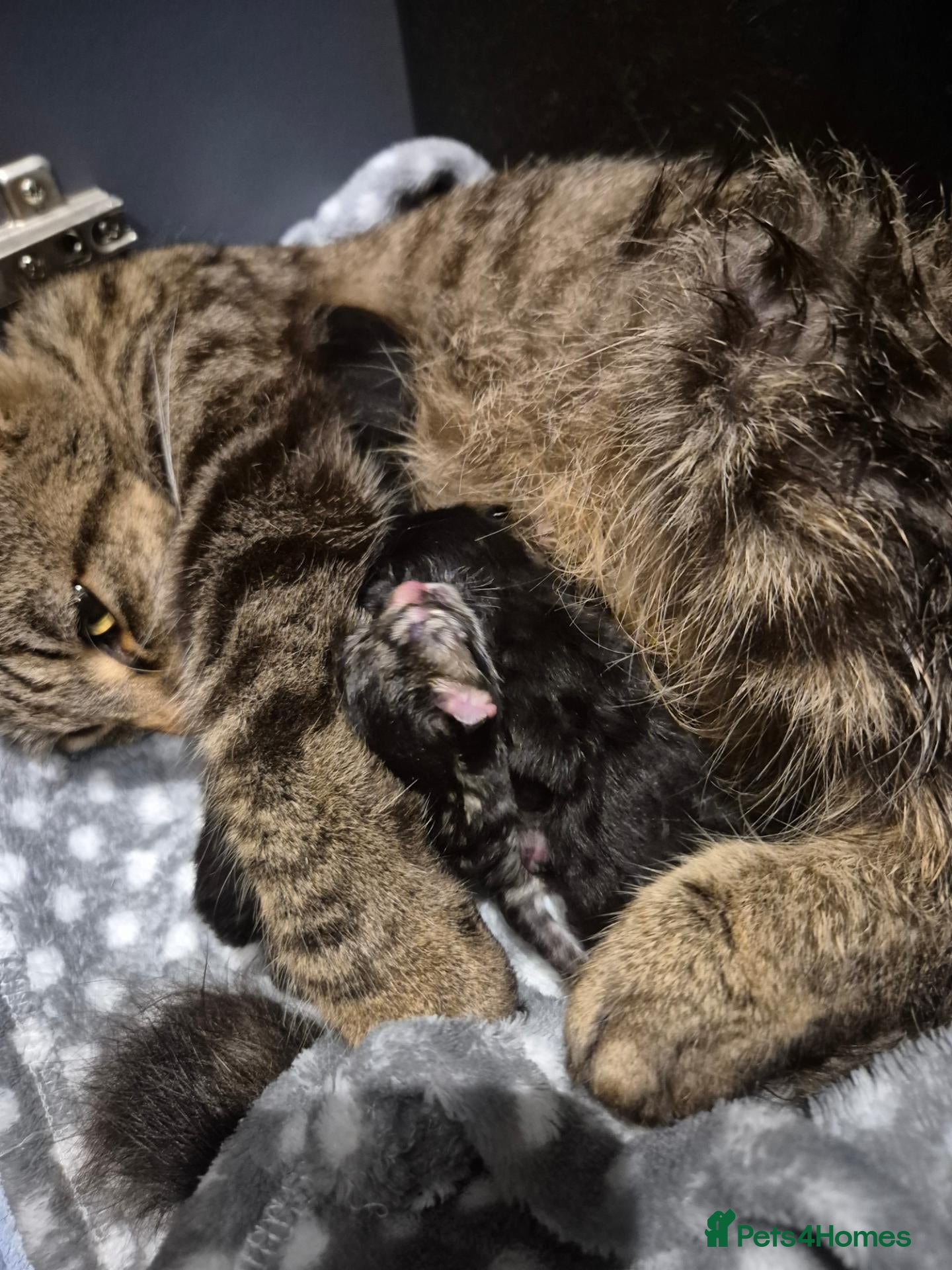 Mixed Breed cats 2 tabby and 2 black kittens looking for new home - Advert 2