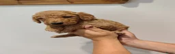 Labradoodle dogs for sale: 🐾 Beautiful Red Labradoodle Puppies – 5 Boys  🐾 - Advert 20
