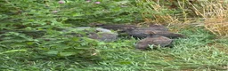 Guinea Fowl poultry for sale: Guinea Fowl Keets  - Advert 2