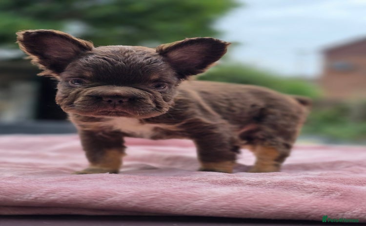 French Bulldog dogs - Advert 8
