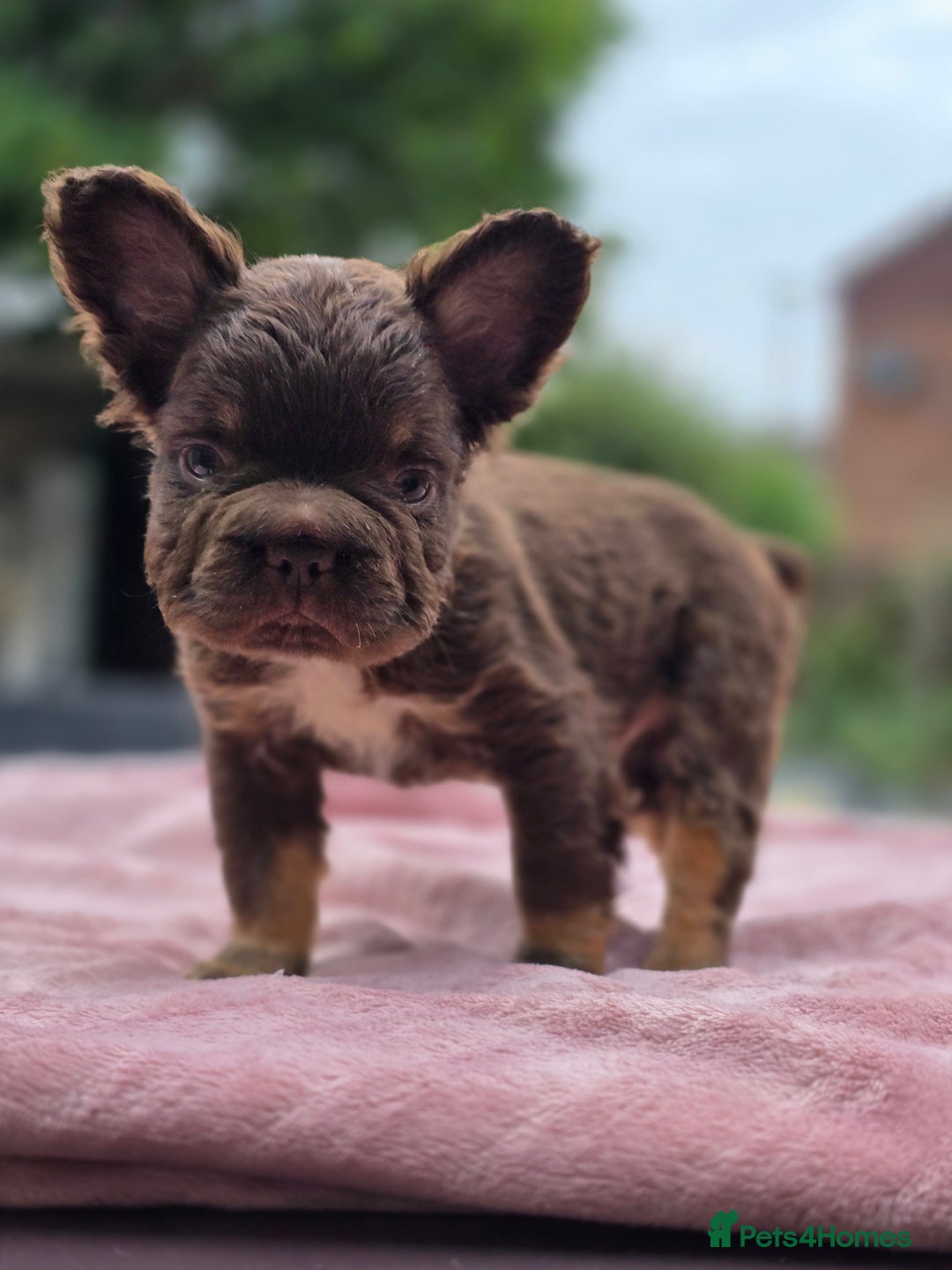 French Bulldog dogs for sale: Fluffy french bulldogs carrying Pink - Image 1