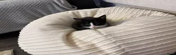 Mixed Breed cats for sale: 9 week old tuxedo kitten - Advert 1