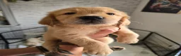 Golden Retriever dogs for sale: Show Type KC Registered Golden Retrievers !!  - Advert 5
