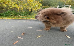 Chow Chow dogs for sale: Beautiful 2-Year-Old KC Registered Male Chow Chow - Image 2