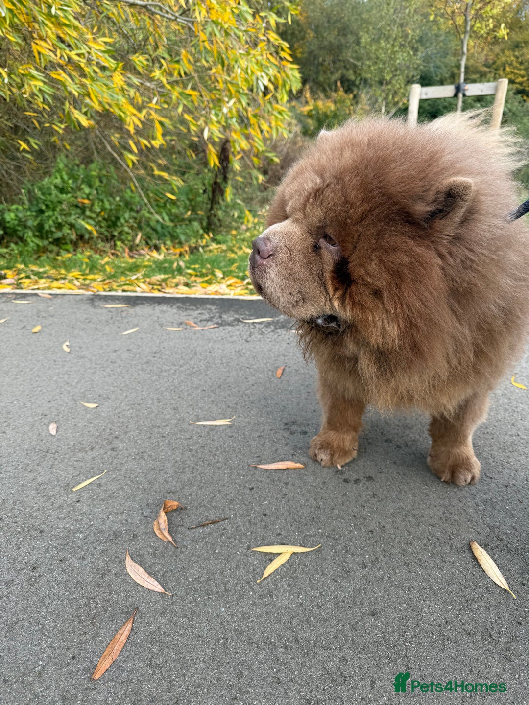Chow Chow dogs for sale: Beautiful 2-Year-Old KC Registered Male Chow Chow - Image 2