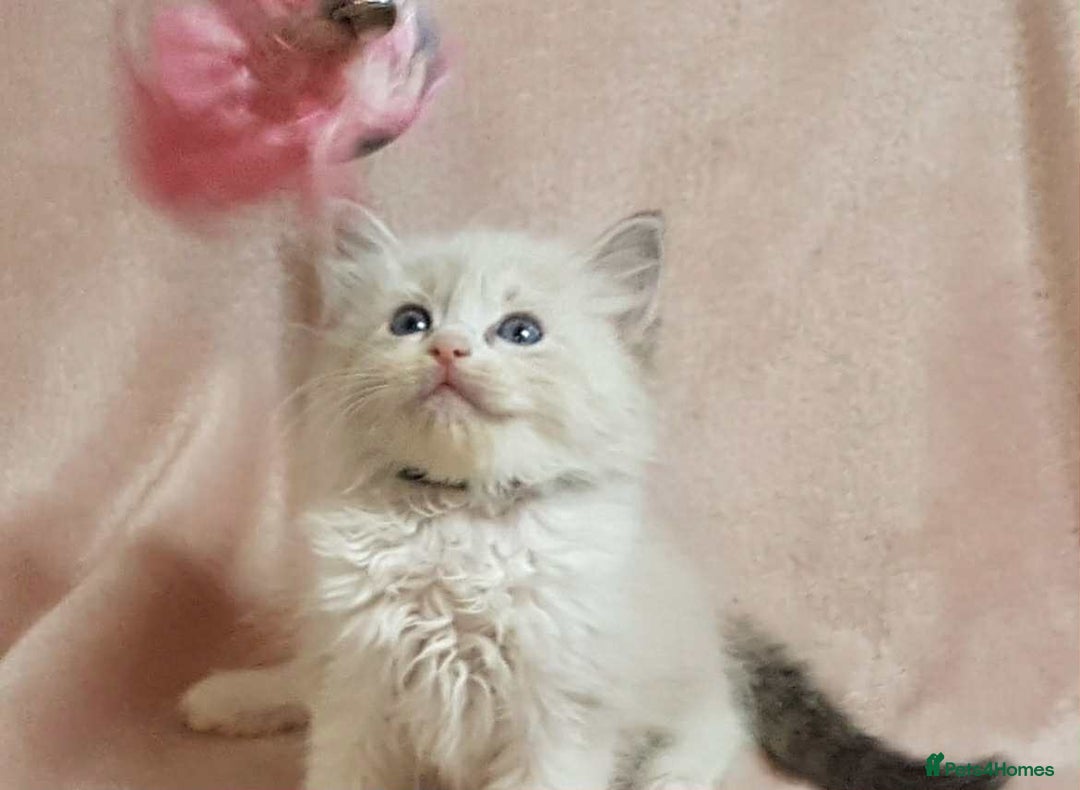 Ragdoll cats for sale: Ragdoll kittens - Image 15