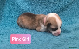 Welsh Corgi Pembroke dogs for sale: Stunning Welsh Pembroke Corgi pups KC registered - Image 6