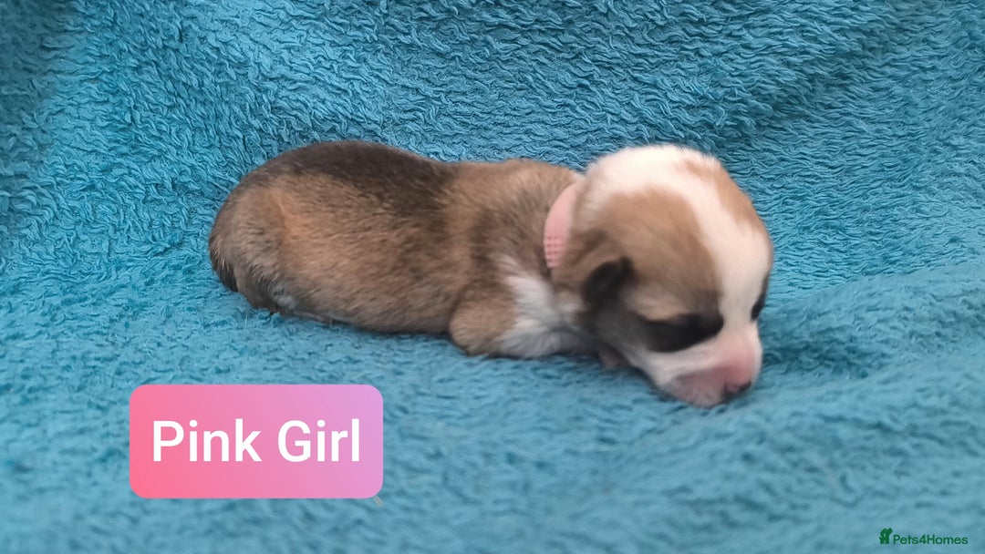 Welsh Corgi Pembroke dogs for sale: Stunning Welsh Pembroke Corgi pups KC registered - Image 6