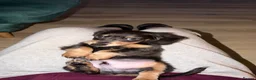 Miniature Dachshund dogs for sale: Mini Dachshund - Advert 4