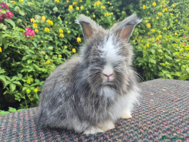 Angora rabbits - Advert 4