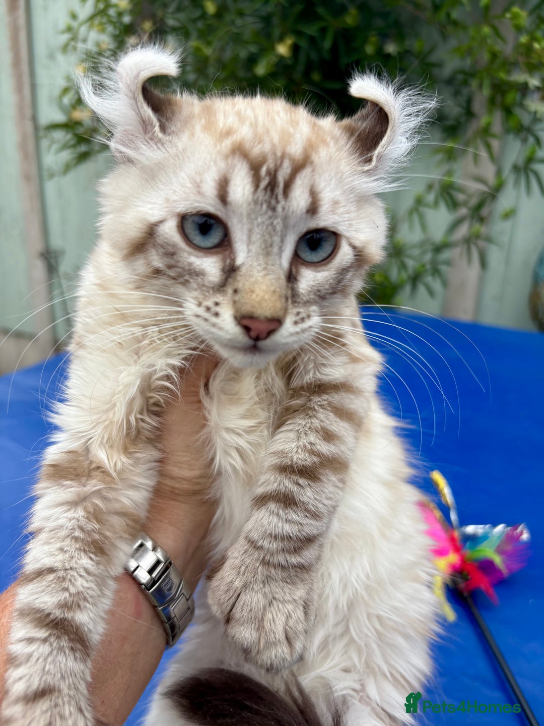 Savannah cats for sale: Breath taking rare girl - Image 5