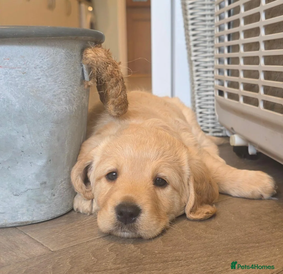 Labradoodle dogs for sale: DNA Health screened Miniature Labradoodles  - Advert 1