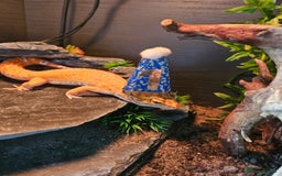 Gecko reptiles for sale: Male Leopard Gecko *Pending* - Image 2