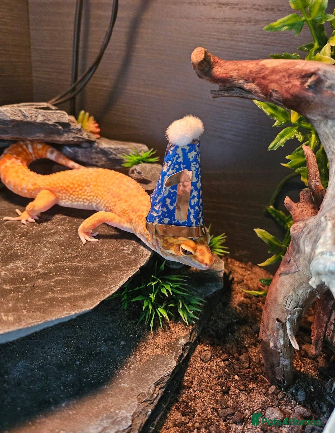 Gecko reptiles for sale: Male Leopard Gecko *Pending* - Image 2