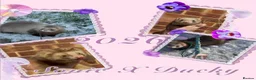 Ferret rodents for sale: ANGELICFERRETS IS BACK - Advert 1
