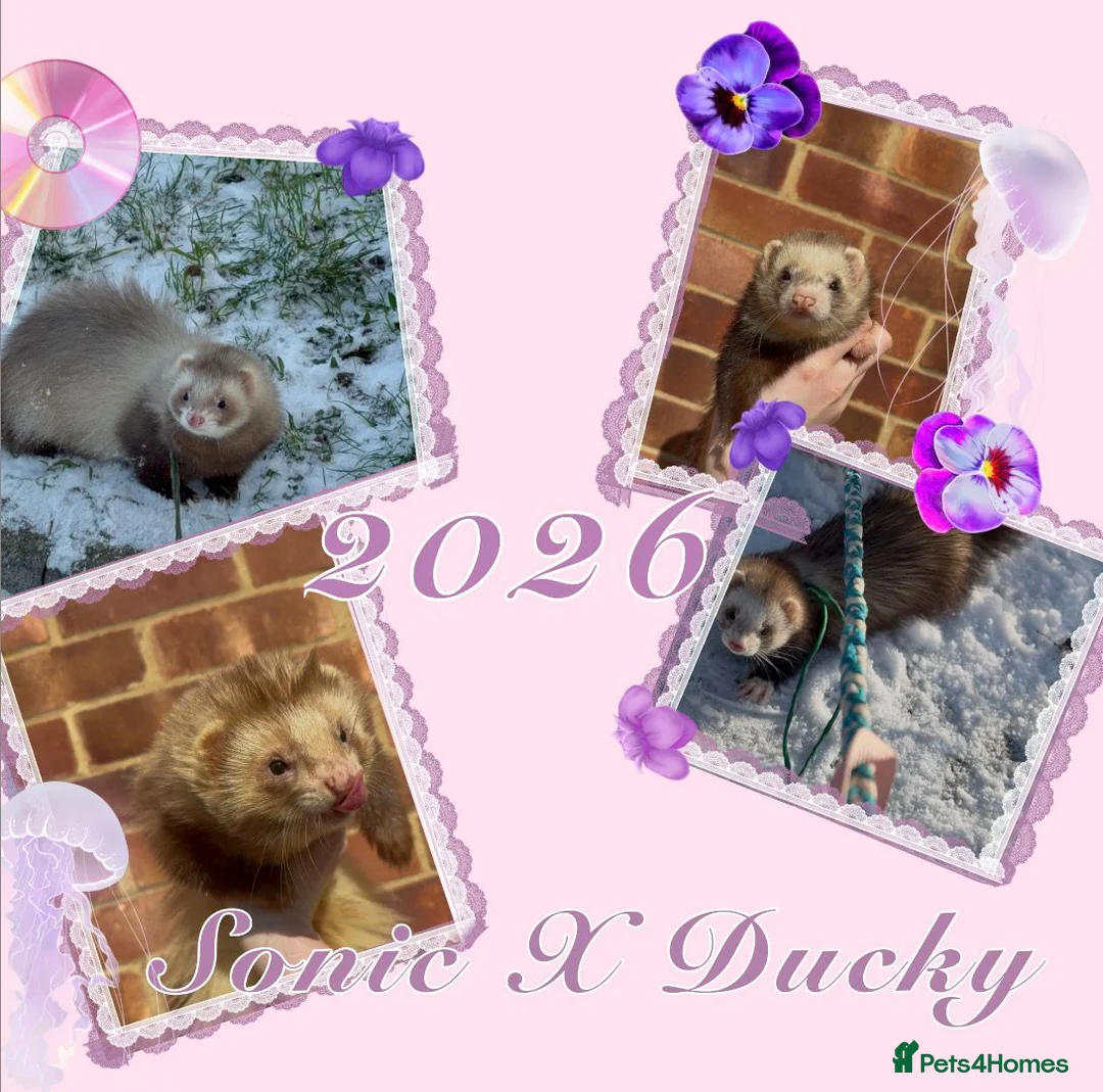 Ferret rodents for sale: ANGELICFERRETS IS BACK - Advert 1
