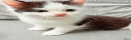Mixed Breed cats for sale: Adorable male kitten - Advert 4
