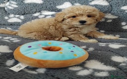 Maltipoo dogs for sale:  Maltipoo puppies  mix litter - Image 13