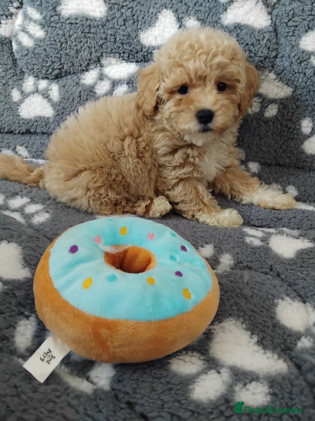 Maltipoo dogs for sale:  Maltipoo puppies  mix litter - Image 13