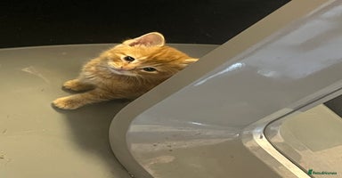 Mixed Breed cats - Advert 14