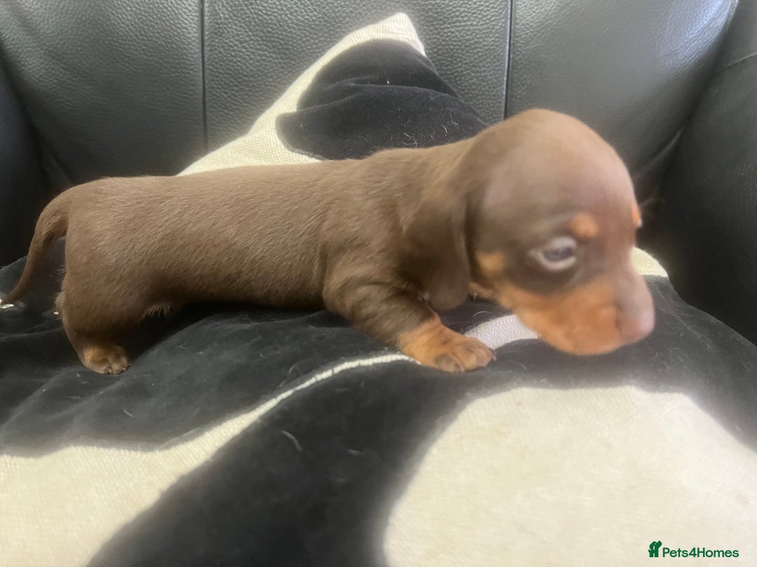 Miniature Dachshund dogs for sale: Champion line miniature Dachshunds KCREG PRACLEAR  - Image 17