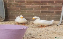 Ducks poultry for sale: 2 females  - Image 3