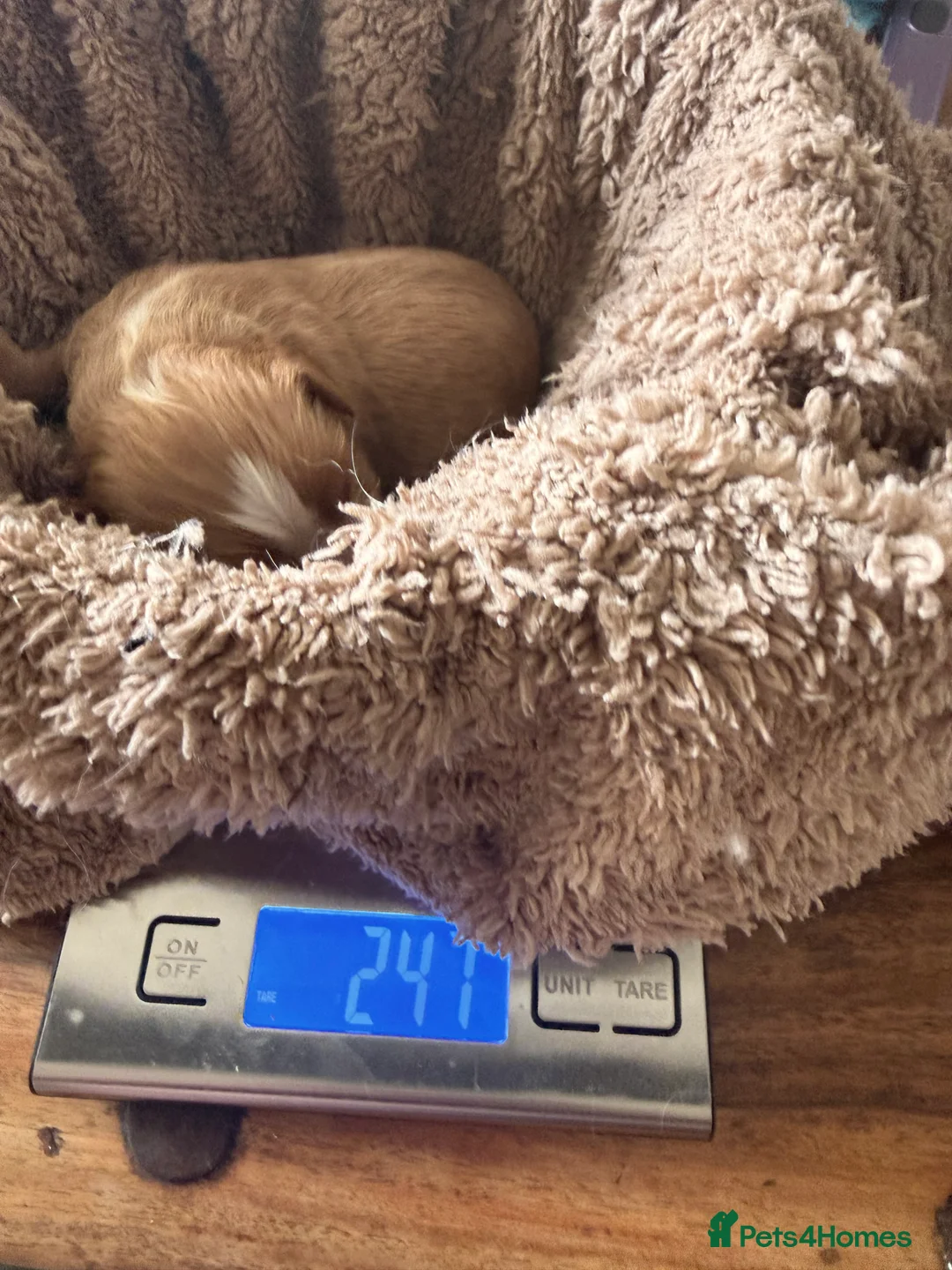 Cavapoo dogs for sale:  cavapoo x cavalier King Charles spaniel - Advert 2