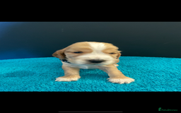 Cocker Spaniel dogs for sale: Cocker spaniel puppies  - Image 9