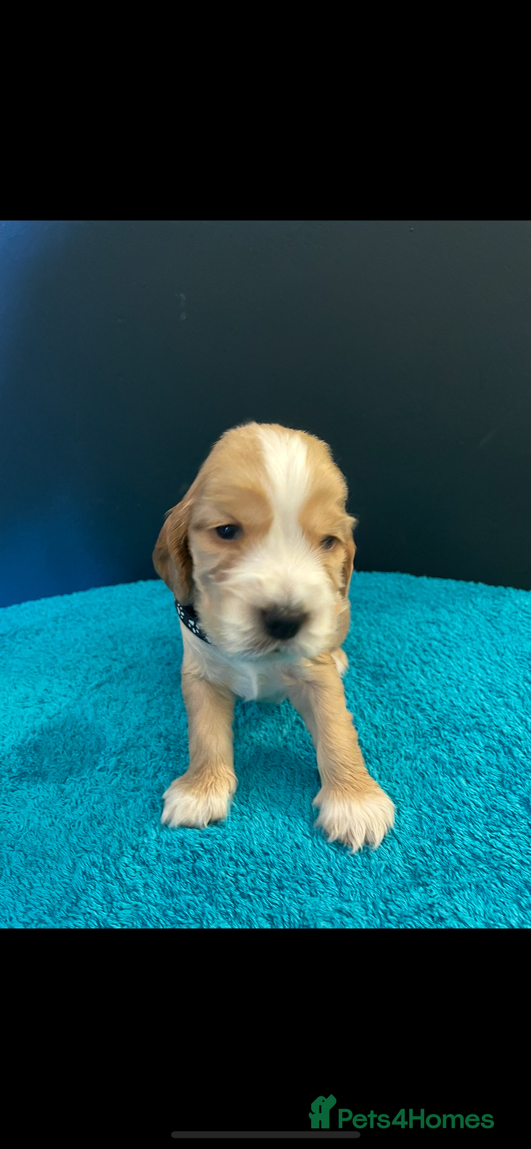 Cocker Spaniel dogs for sale: Cocker spaniel puppies  - Image 9