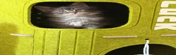 Maine Coon cats for sale: 👑Royal MaineCoon Girls TICA Champion Bloodline!👑 - Advert 22