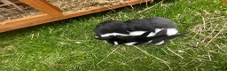 Dutch rabbits for sale: Dutch Rabbits - Advert 4