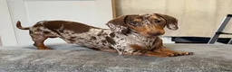 Miniature Dachshund dogs for stud: Miniature dachshund for stud  - Advert 5