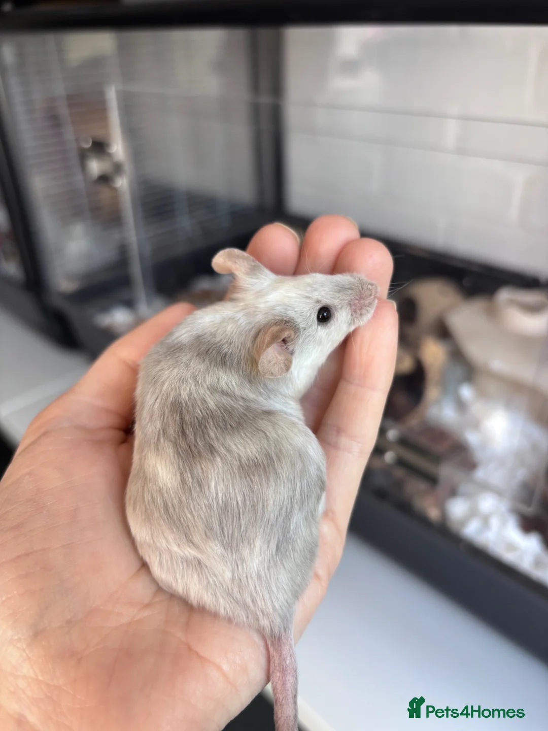 Mouse rodents for sale: 3 Neutered Male Mice for Adoption - Advert 1