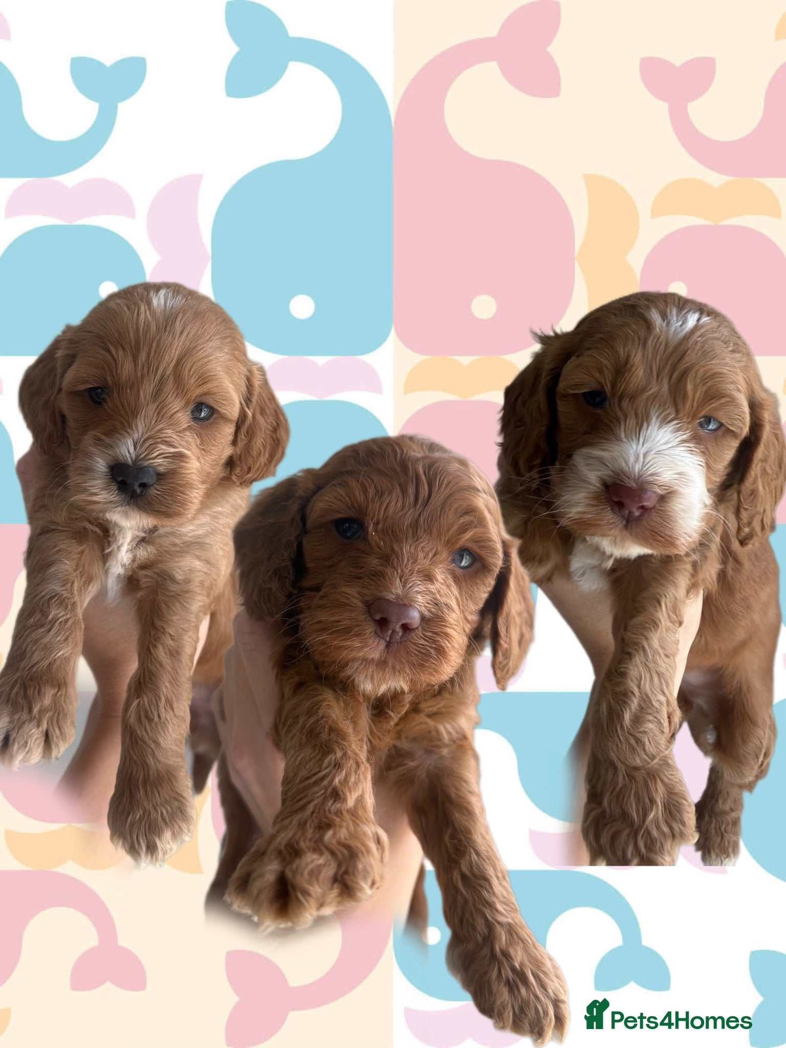 Cockapoo dogs Health check🏆Beautiful F1 cockapoo puppies🌟🧬🐾 - Advert 1