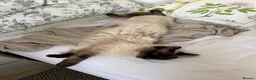 Ragdoll cats for sale: Lynx Ragdoll boys  - Advert 5
