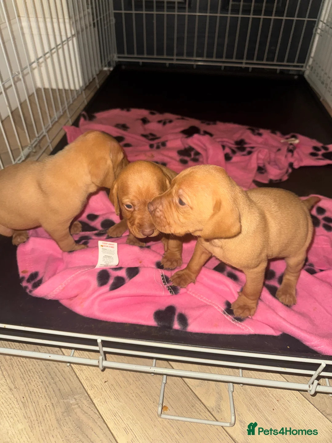 Hungarian Vizsla dogs for sale: Hungarian Vizsla KC Puppies excellent Pedigree - Advert 15