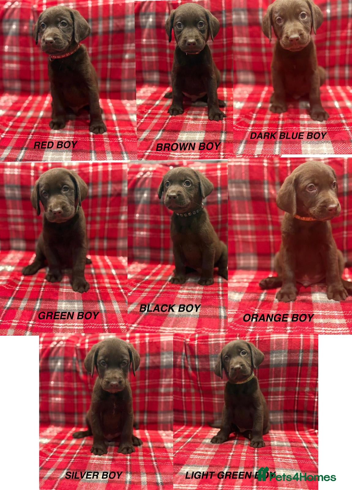 Labrador Retriever dogs Beautiful KC Chocolate Labrador Retriever puppies - Advert 14