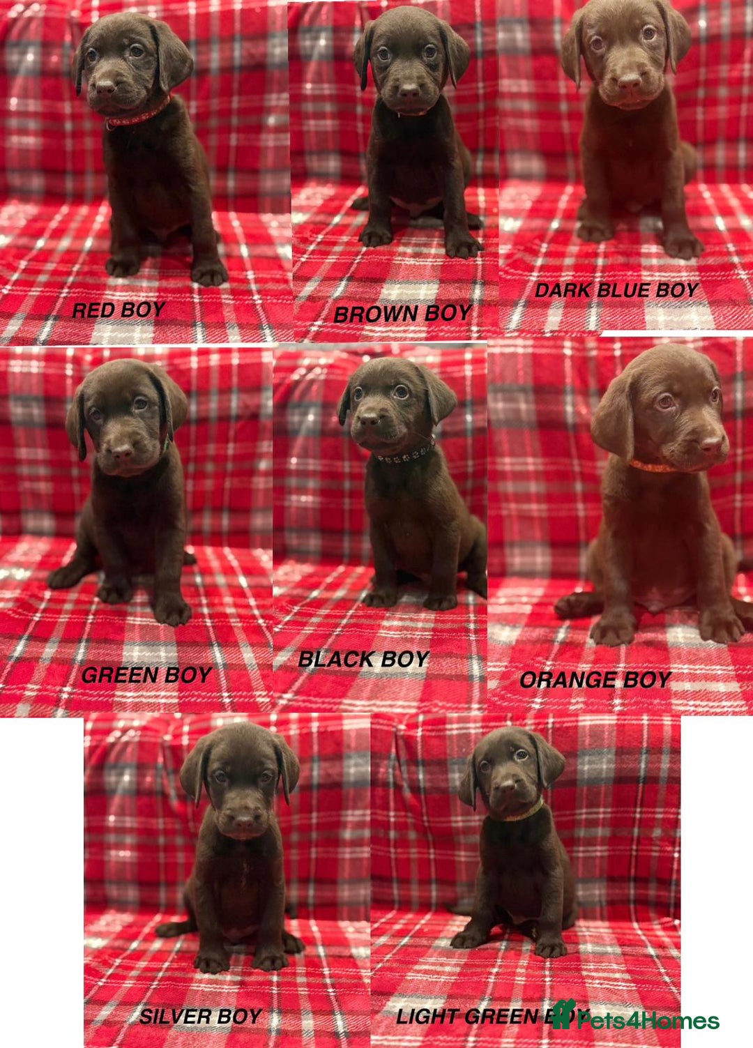 Labrador Retriever dogs for sale: Beautiful KC Chocolate Labrador Retriever puppies - Advert 2