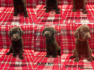 Labrador Retriever dogs Beautiful KC Chocolate Labrador Retriever puppies - Advert 4