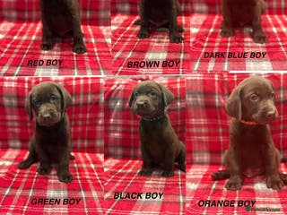 Labrador Retriever dogs Beautiful KC Chocolate Labrador Retriever puppies - Advert 5