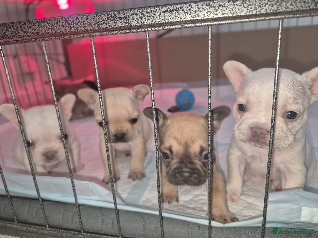 French Bulldog dogs for sale: Stunning French bulldog puppies 5 boys 2 girls  - Image 8