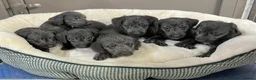 Bedlington Terrier dogs for sale: Top Quality F1 Bedlington x Whippet Puppies - Advert 2