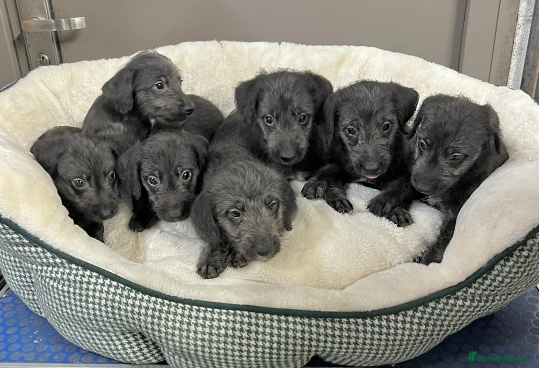 Bedlington Terrier dogs for sale: Top Quality F1 Bedlington x Whippet Puppies - Advert 2