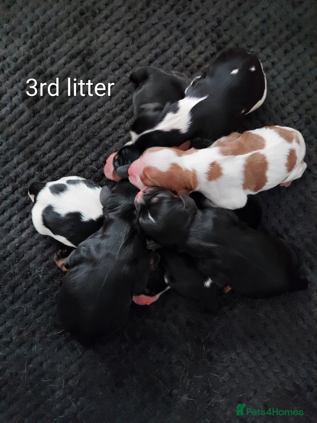 Cavalier King Charles Spaniel dogs for stud: CKCS STUD DOG/ DNA / CHAMPION LINES  - Advert 12