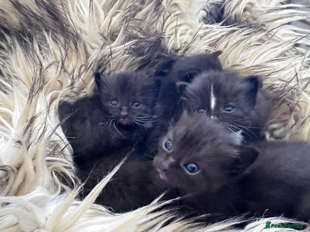 Ragdoll cats for sale: 6 Beautiful brown/black Ragdoll kittens X - Advert 2